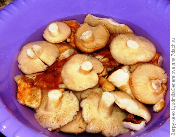 Подтопольники (рядовики, тополёвки, тополёвая рядовка). Название говорит само за себя. Растут под тополями, семьями. В Сибири в тополёвых лесополосах их всегда много.