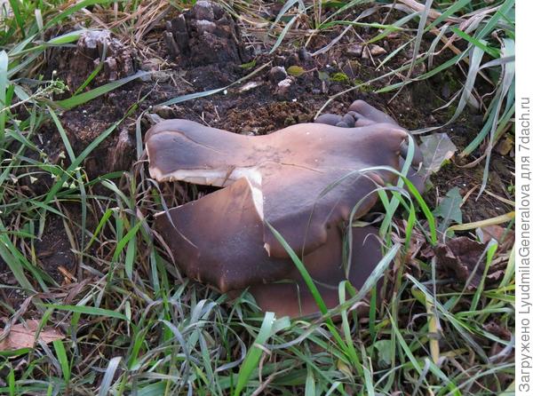 Погода чудесная, трава ещё зелёная и вешенки пошли в рост.
