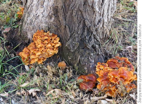 Чуть не у каждого пня гирлянды грибочков.