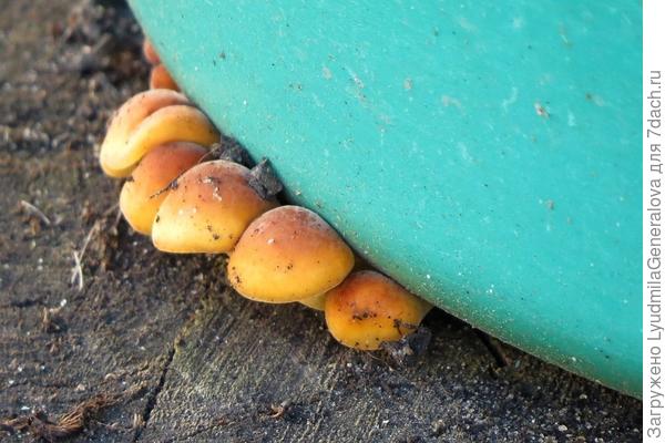 Того и гляди тазик приподнимут.