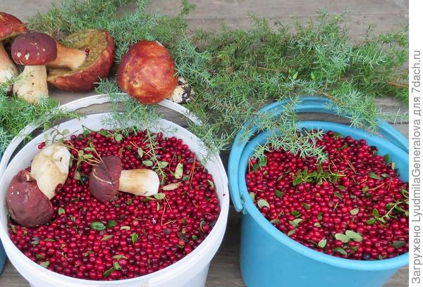 Бесценные таёжные дары природы!