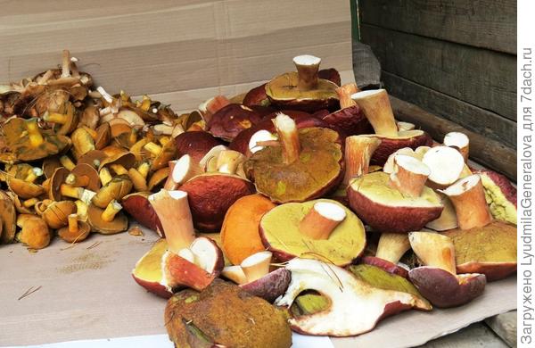 Кому-то  - заработок, а кому - заготовки на зиму.