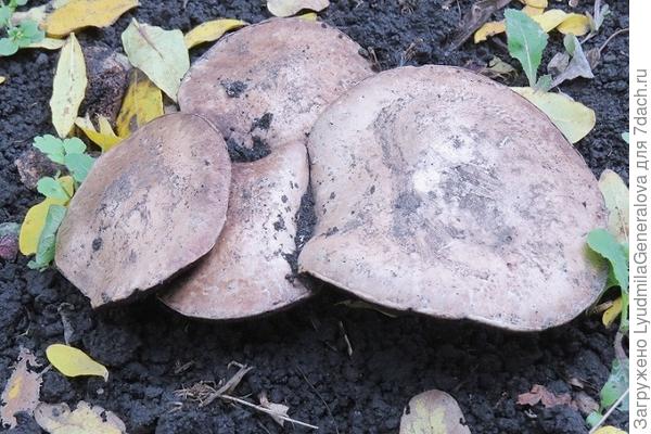 Грибы росли семейками на тех местах, где были  кусты помидор и перцев.