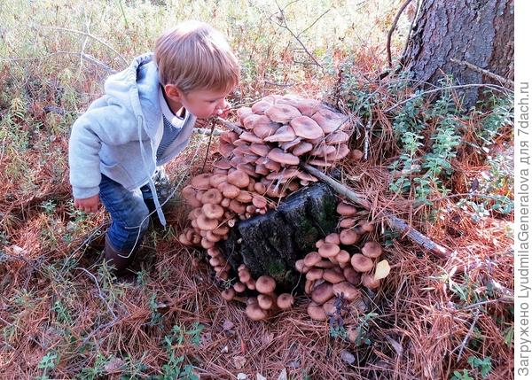 Опята на пенёчках семейками растут.:D:D:D И их бывает столько&hellip;  -  считать напрасный труд.:8::8::8: А если посчастливится &ndash; такой пенёк найдёшь, -;):kiss::8: То целую корзину опяток принесёшь.:kiss::kiss::kiss: