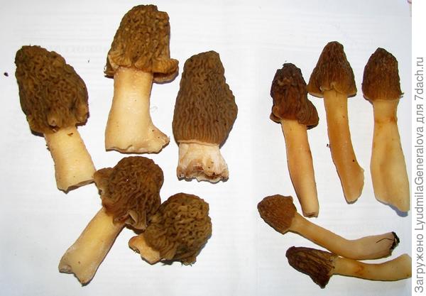 Теперь-то многое можно прочитать об их полезности.