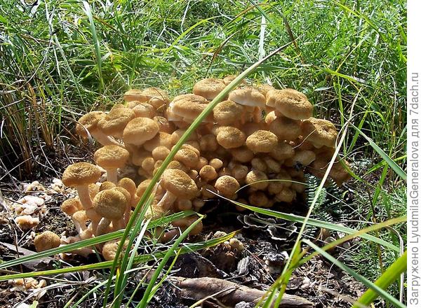 В берёзовом лесочке полным полно травы.:8: В ней спрятаны пенёчки &ndash; попробуй их найди.;):cool: Надёжно прикрывает осока бугорки,:( И хитро маскирует осенние грибки.:cool: