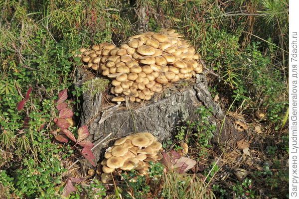 На солнышке растут, как на дрожжах!