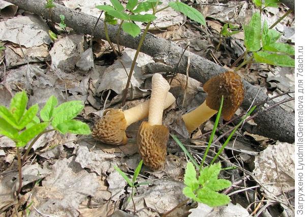 Вот такие они необычные!