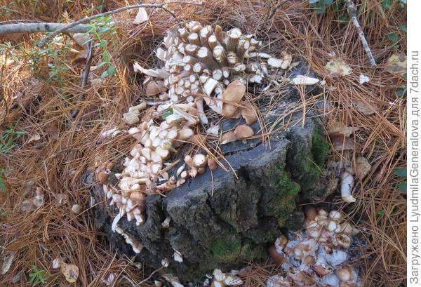 Пару таких пеньков найти - и ведро грибов!