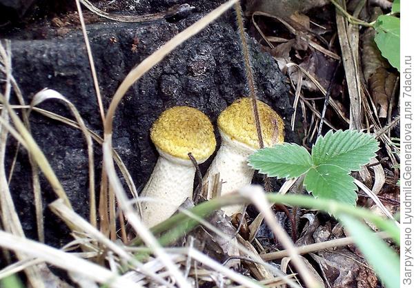 &quot;Разведчики&quot;