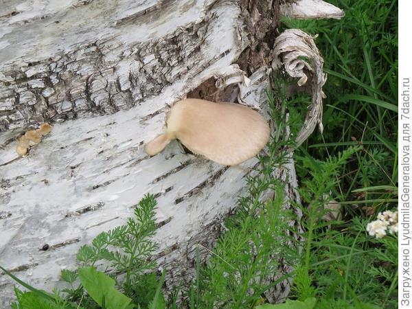 Вот первые "язычки" вешенки появились на чурбаках. И пошёл процесс...