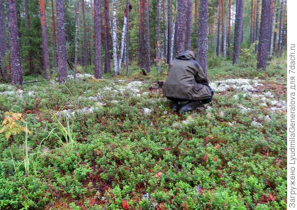 Вот брусничник - ягод.... Не даст разогнуться. Бери и бери, не ленись. А если увеличить фото, то... см. ниже