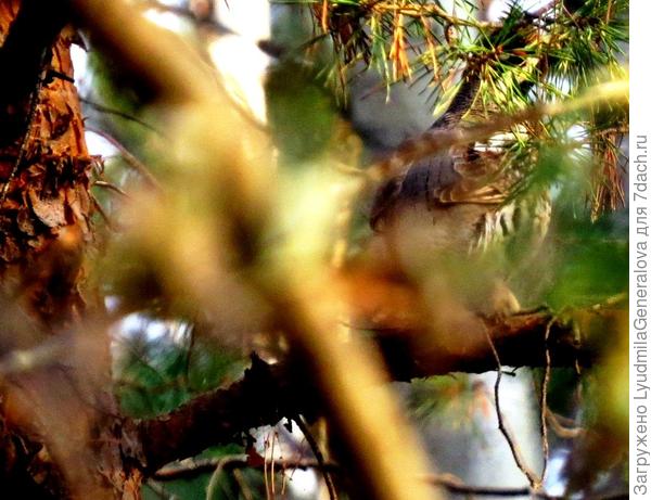 Мне бы затаиться, чтобы он потерял бдительность, а я медленно, но перемещалась. В такой тишине бесшумно не получалось.