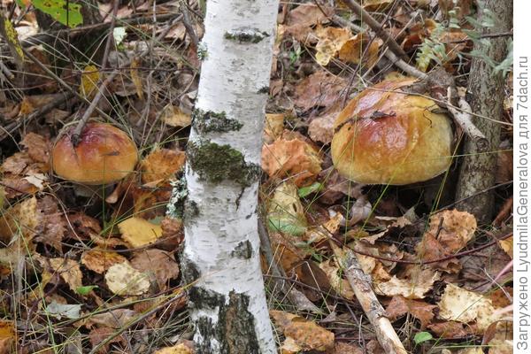 Умыл дождик беленьких и напоил. Растут! Завтра за ними приду.