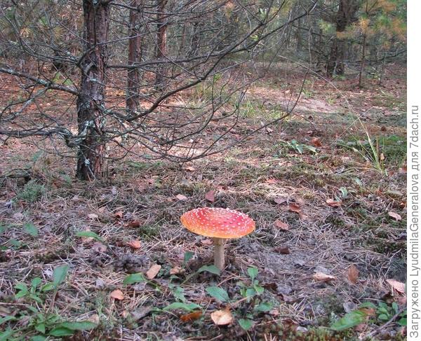 Красный великан