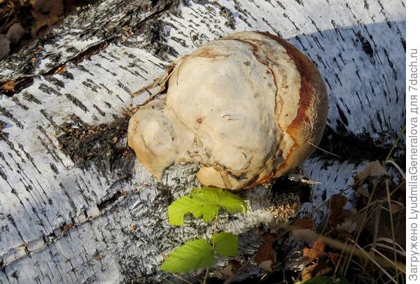 Если трутовик появился на дереве, вылечить его практически невозможно. Оно обречено.