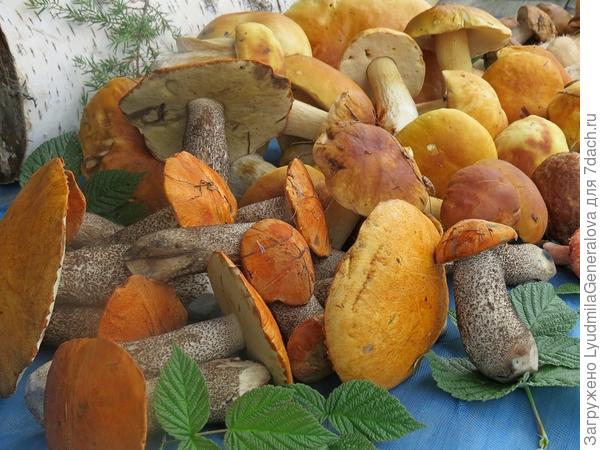 Сколько же прибавляет здоровья эта красота!!