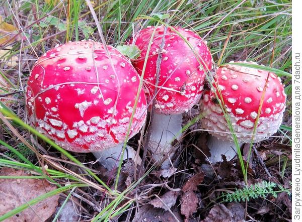 Три богатыря или третий лишний?;):D