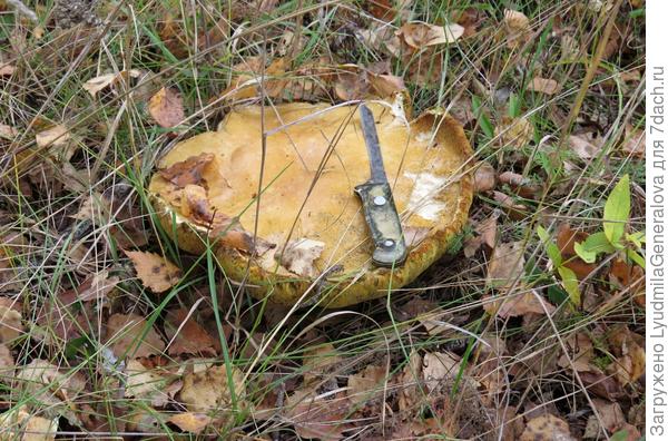 А этот почтенный долгожитель вырастил солидную ("мясную"!!) шляпу.:kiss: Более 20 см в диаметре!:8::cool: Всё ушло в шляпу...:D;) Нога коротковата.:cry: