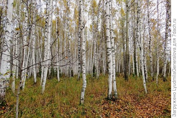 А на пнях и редком валежнике - растут семейки опят.  Здесь их не видно, но уж поверьте на слово. Главное во время найти и срезать, чтобы они не переросли.