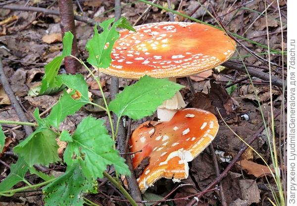 отвоевал место под солнцем - сильнейший.