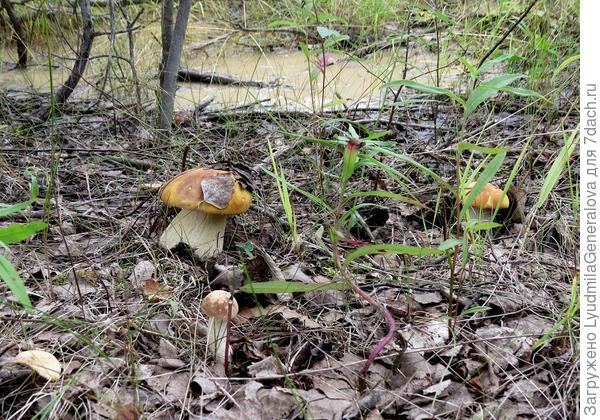 Прошёл хороший дождь и попёрли грибы!