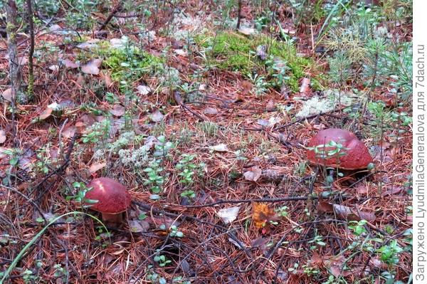 Ну, как тут устоишь от искушения не сорвать грибок-другой-третий...?!! Ведь такой сказочный момент может не повториться. Это не в лесок сходить на 2-3 часа. Да ещё от пожаров в восточной Сибири мишки мигрируют. Бр-р-р