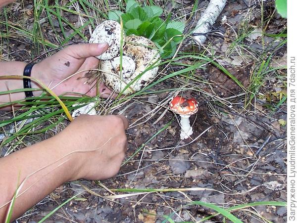 Обманулась... Бугорок оказался "мухомористым".