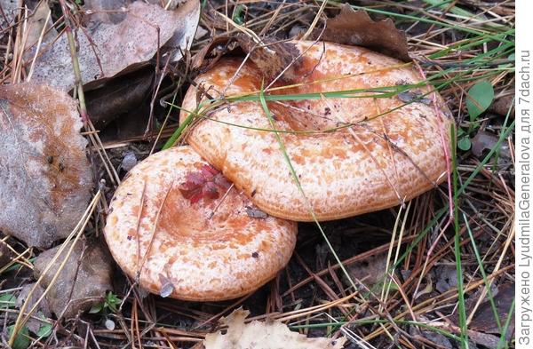 На срезе рыжик зеленеет.