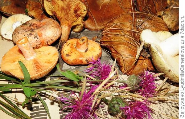 Случайная добыча. Можно сказать пятиминутная. Коровники - на жарёху и несколько рыжиков попалось, совершенно чистых.