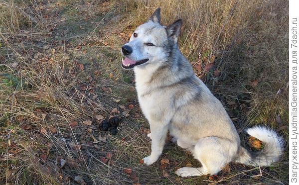 И с другом. Если теперь мы встречаем &quot;знакомые&quot; какашки,  возвращаемся домой.