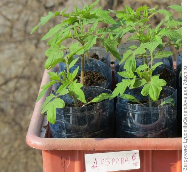 А это фото не по теме, но благодарственное. Твоя &amp;quot;Дубрава&amp;quot; в рассаде. Спасибо, Мила, весь период от посева до сбора урожая напоминали о тебе.