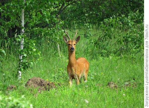 Там я многое увидела впервые.  Главное во время фот-т достать. А здесь успела  всего три раза щелкнуть и чудо исчезло также неожиданно, как появилось.