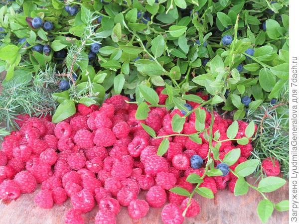 Лесная ягода