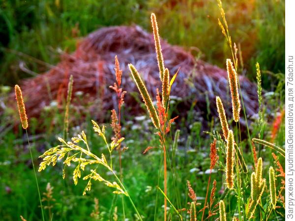 А тут вообще сказка получилась. Куча травы на заднем плане - это печальное чудовище из &quot;Аленького цветочка&quot;. А закатные солнечные лучи  очертили золотой каёмочкой каждую травинку. Чуток прибавила яркости и хоть сказку новую сочиняй...