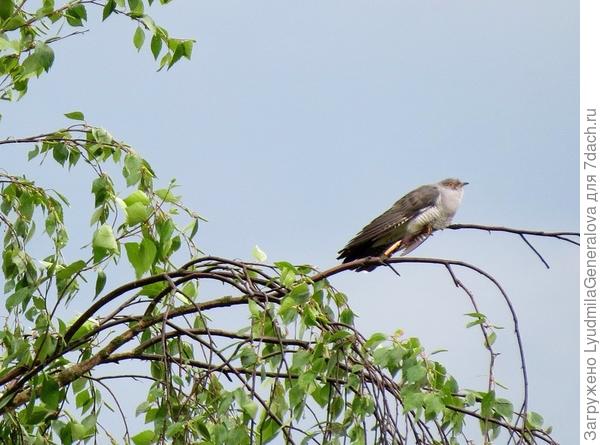 А кукушка какая красава?!