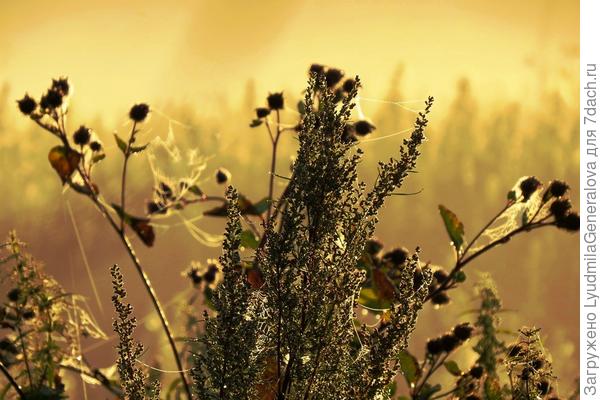 Всё в тумане золотом
