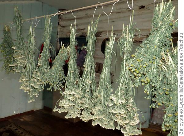 Травяные букетики для банных веников