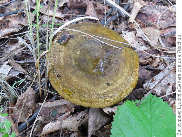 Неприхотливый, без особых претензий к условиям произрастания. Когда других грибов нет - этот всё равно попадается.