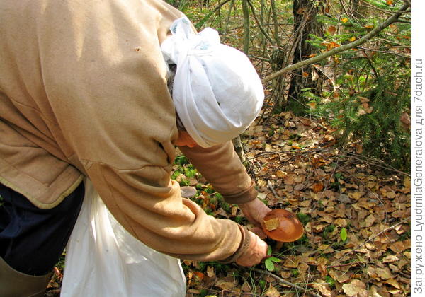 Как увидят гриб, так и про радикулиты забывают
