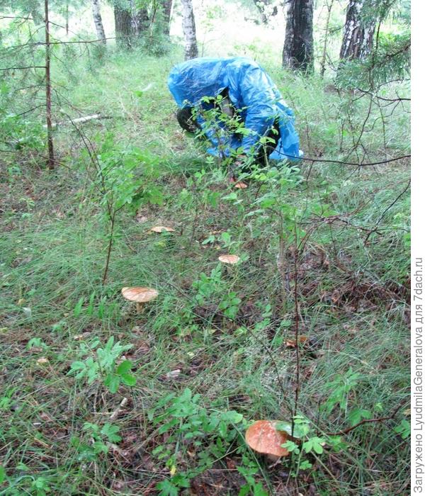 Тем более, если белые растут &amp;quot;строем&amp;quot; и &amp;quot;червивая&amp;quot; орда не успела разнюхать!