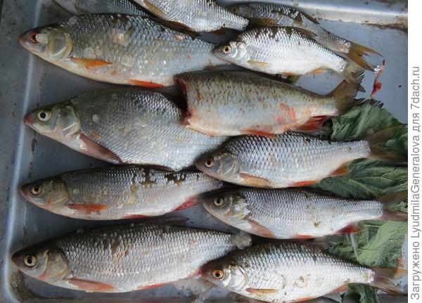 Наловлю рыбки