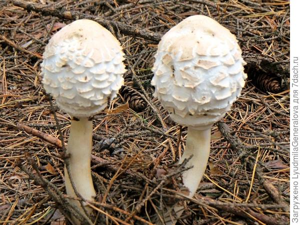 В сосняке и такие растут.