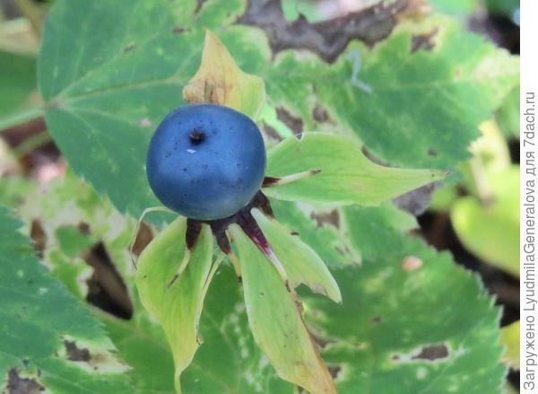 Вороний глаз, например.