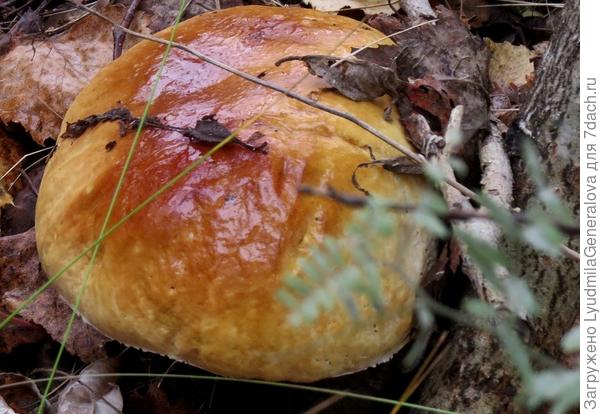 Белый в тёплую сырую погоду быстро растёт.