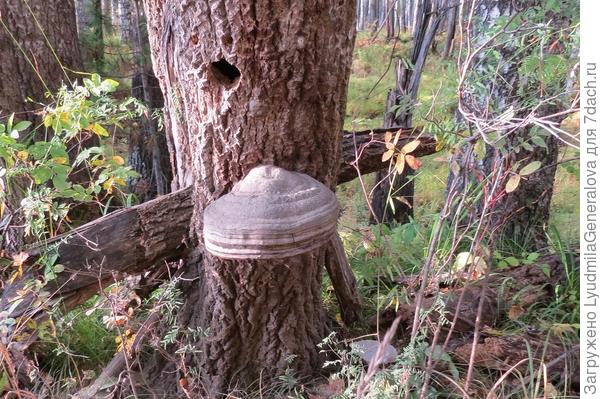 Древесный гриб - трутовик