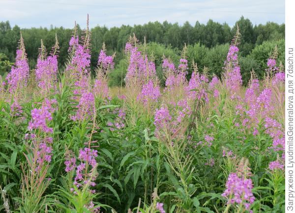 Вид из сарая на тайгу. Красиво! И кипрея - море.