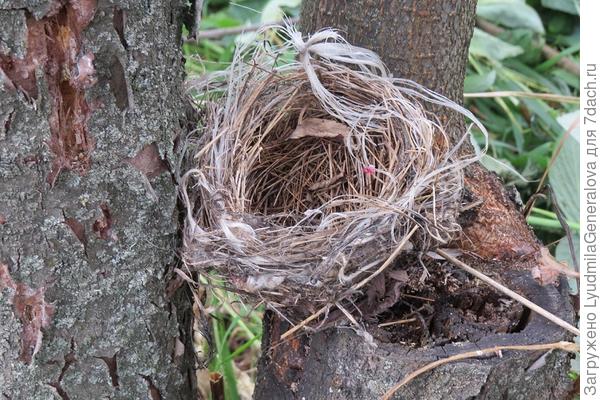 Одно из гнёзд, которое нашла после покоса. Где они только не попадались.