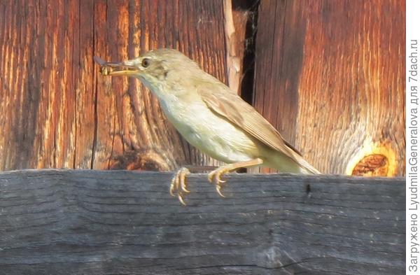 Одна из птичек, которые вырастили птенцов, пока меня здесь не было