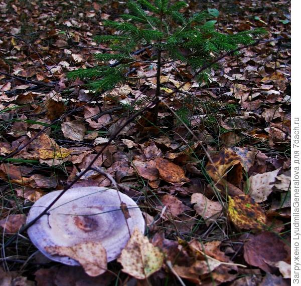 Последние грибочки октября.